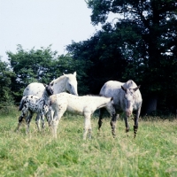 Picture of two appaloosa mares with their foals