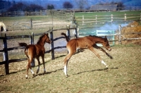 Picture of two arab foals, one bucking
