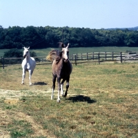 Picture of two Arab UK mares chasing each other in field