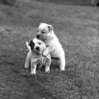 Picture of two australian cattle dog puppies, formakin,