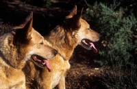 Picture of two australian cattle dogs, head shot,