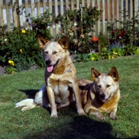 Picture of two australian cattle dogs in a garden