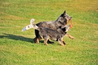 Picture of two Australian cattle dogs playing on grass
