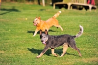 Picture of two Australian cattle dogs running on grass