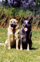 Picture of two Australian Cattle dogs, sitting down