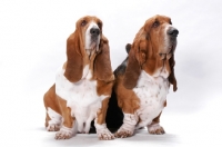 Picture of two Australian Champion Basset Hounds (Ch. Towritree Whisprin Danni and Ch. Towritree Swagman) 