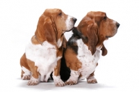 Picture of two Australian Champion Basset Hounds (Ch. Towritree Whisprin Danni and Ch. Towritree Swagman) 