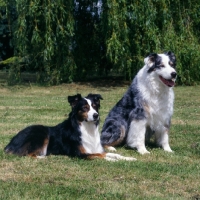 Picture of two australian shepherd dogs on grass