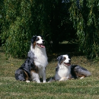 Picture of two australian shepherd dogs on grass