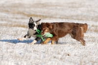 Picture of two Australian Shepherd dogs playing together
