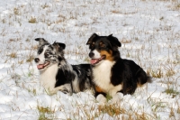 Picture of two Australian Shepherd Dogs