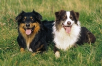 Picture of two australian shepherds lying down