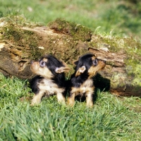 Picture of two australian terrier puppies sitting on grass by a log