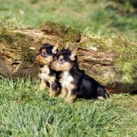 Picture of two australian terrier puppies sitting on grass by a log