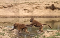 Picture of two baboons jumping a stream in windsor safari park