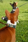 Picture of two basenji's on lead