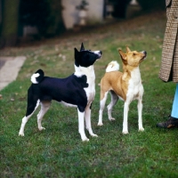 Picture of two basenjis standing on grass
