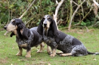 Picture of two Basset Bleu de Gascogne dogs
