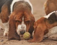 Picture of two Basset Hound dogs playing with tennis ball