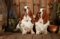 Picture of two Basset Hounds on wooden floor