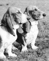 Picture of two basset hounds