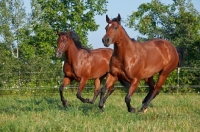 Picture of two bay Quarter horses