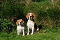 Picture of two Beagles amongst greenery