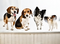 Picture of two Beagles and two Papillons