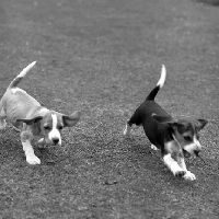 Picture of two beagles galoping