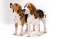 Picture of two Beagles in studio (Ch. Tradewind Lil Bit of Fire and Dufosee Jerrold)