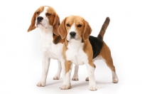 Picture of two Beagles in studio (Ch. Tradewind Lil Bit of Fire and Dufosee Jerrold)
