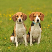 Picture of two Beagles on grass