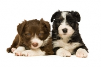 Picture of two bearded collie puppies isolated on a white background