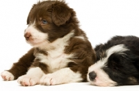 Picture of two Bearded collie puppies, one sleeping