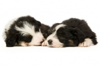 Picture of two Bearded collie puppies sleeping