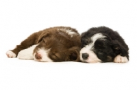 Picture of two Bearded collie puppies sleeping