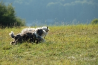 Picture of two Bearded Collies in a field