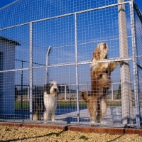 Picture of two bearded collies in quarentine kennel