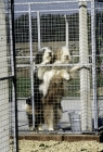 Picture of two bearded collies in quarentine kennels