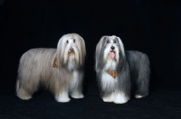 Picture of two bearded collies standing 