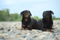 Picture of Two Beauceron posing on a river shore