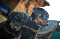 Picture of two beauceron puppies