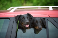 Picture of Two Beauceron with faces out of a car window