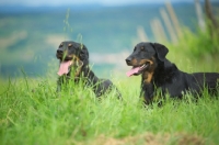 Picture of Two Beauceron with tongue out, resting in tall grass