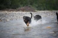 Picture of Two Beaucerons chasing each other in a river