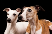 Picture of two beautiful Whippets