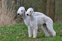 Picture of two Bedlington Terriers standing together
