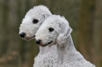 Picture of two Bedlington Terriers