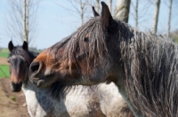 Picture of two Belgian heavy horses