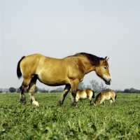 Picture of Two Belgian mares and foal walking in field in Belgium